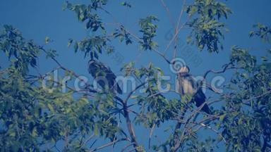 夏天，成<strong>群</strong>的鸟鸦栖息在一棵树上。 一<strong>群</strong>乌鸦。 一只黑鸟。 一棵绿树。 鸟儿啼叫